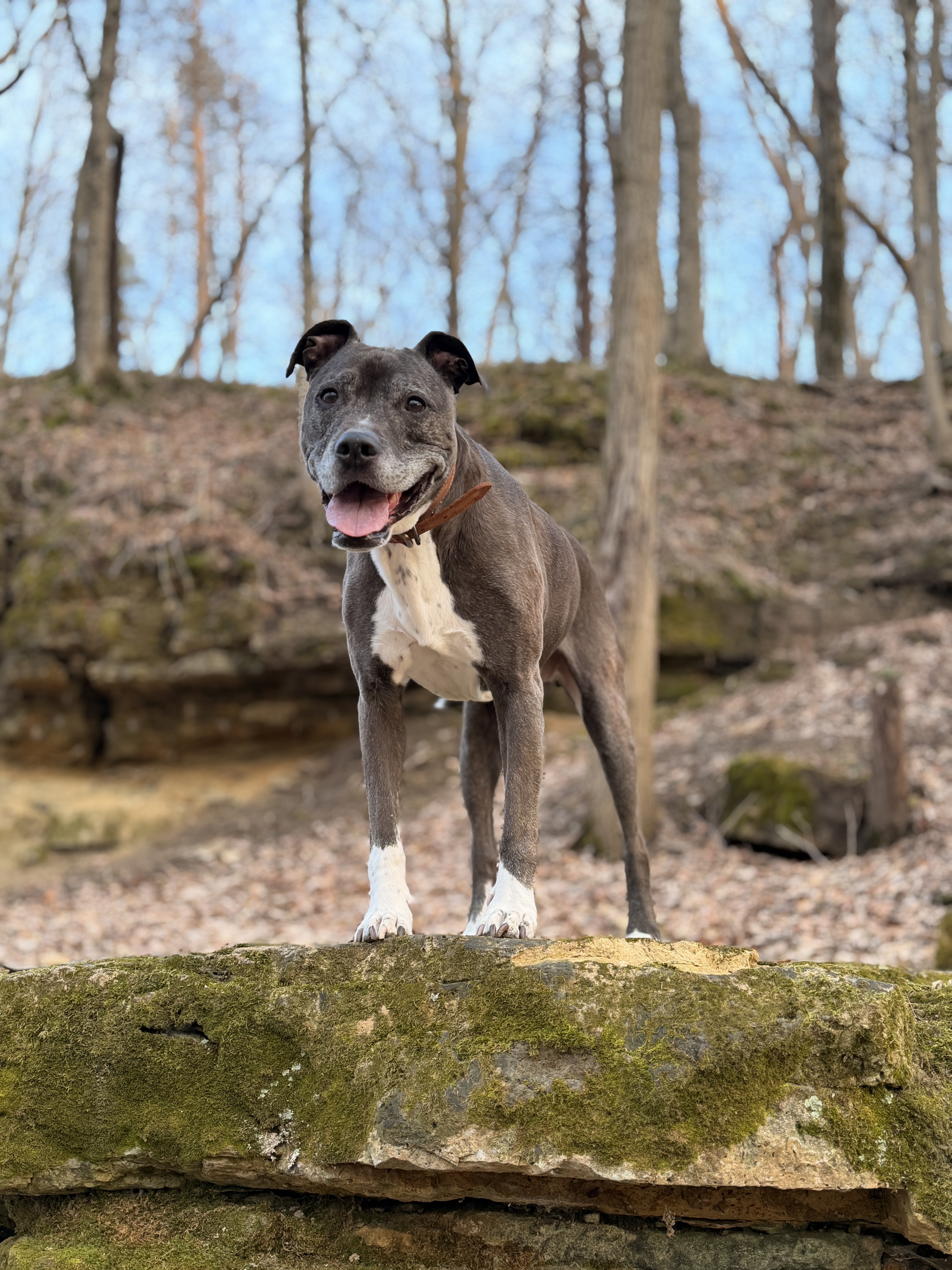 Remi, a rescue dog, at home in Wisconsin